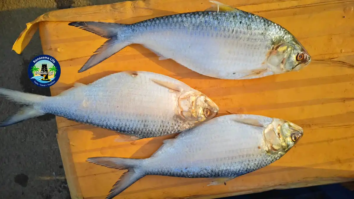 Godavari Pulasa fish