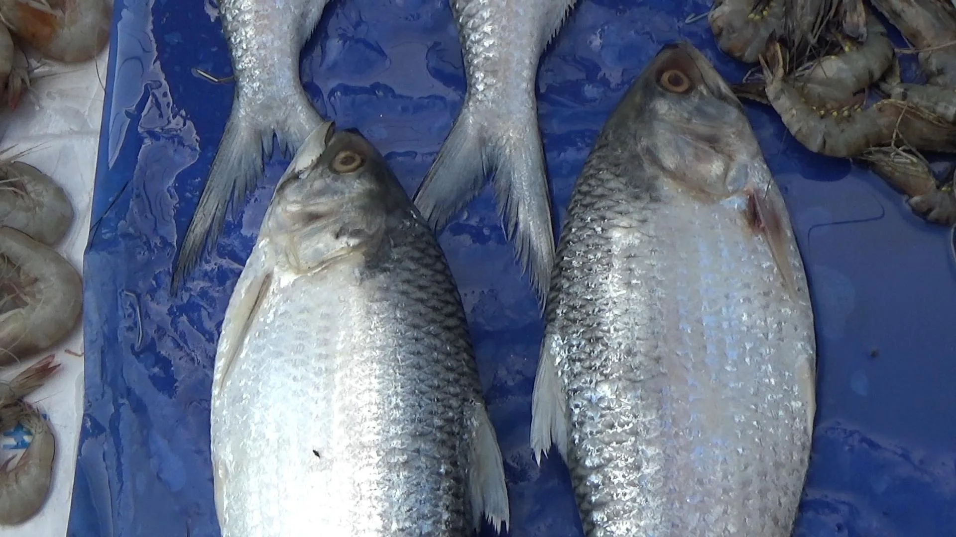 Godavari fish 