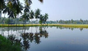 పంటపొలాలు - ఆత్రేయపురం 