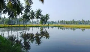 పంటపొలాలు - ఆత్రేయపురం 