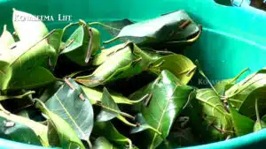 పనస ఆకులతో చేసిన బుట్టలు -Konaseema