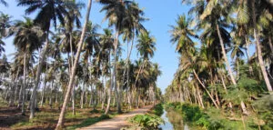 కోనసీమ లో కొబ్బరి తోటలు 