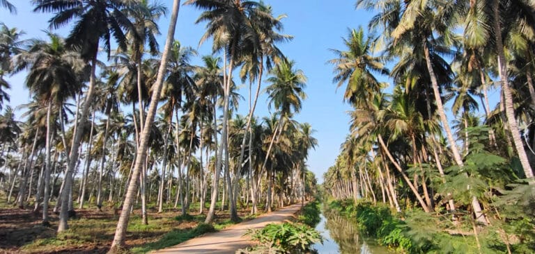 COCONUT PLANTS- kONASEEMA