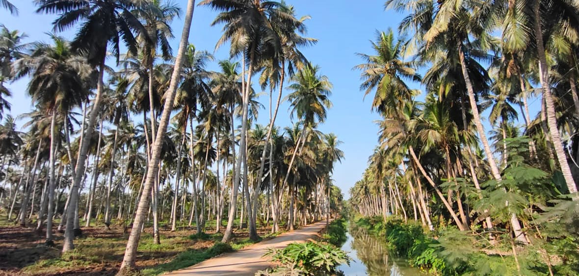 COCONUT PLANTS- kONASEEMA