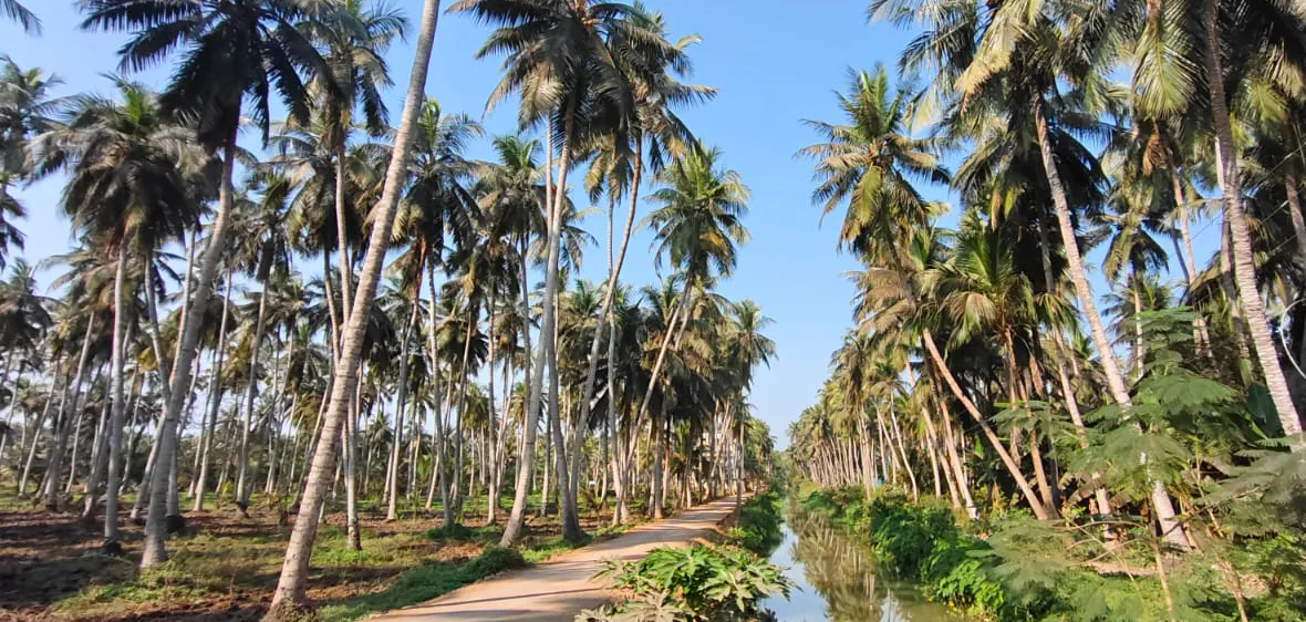 COCONUT PLANTS- kONASEEMA