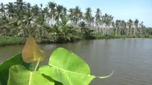 kesanapalli Backwaters