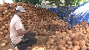 Coconut Grading
