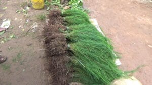 kesanapalli sarugudu plants sale