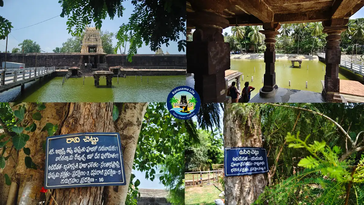 ద్రాక్షారామం-ఆలయం-పరిసరాల్లోని-తటాకం-ఉసిరి చెట్టు-రావి చెట్టు ద్రాక్షారామం-ఆలయం-పరిసరాల్లోని-తటాకం-ఉసిరి చెట్టు-రావి చెట్టు