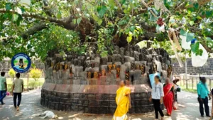 ద్రాక్షారామం ఆలయ ప్రాంగణంలోని నాగదేవత విగ్రహాలు మరియు రావిచెట్టు