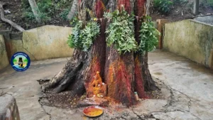 మాచేనమ్మ ఆలయ ప్రాంగణంలోని పేరులేని చెట్టు