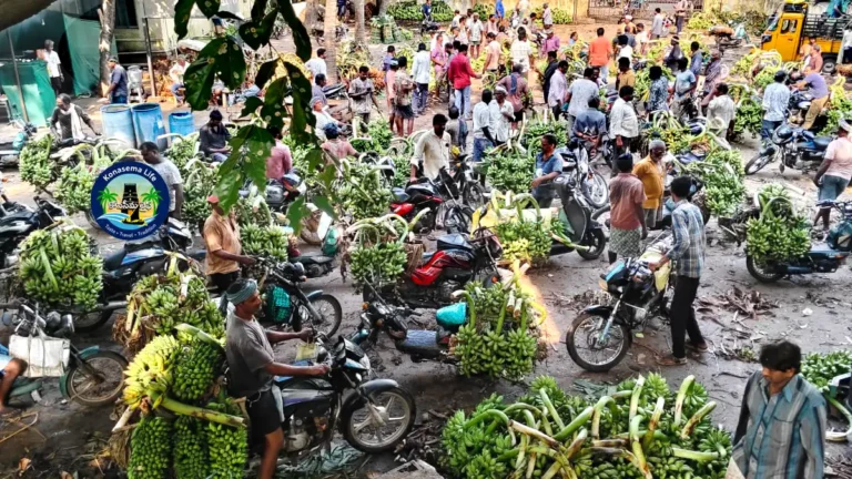 రావులపాలెం-అరటి-మార్కెట్