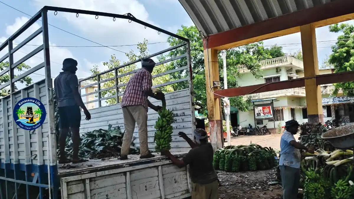 రావులపాలెం అరటి మార్కెట్ నుండి లారీలలోకి అరటి గెలలను లోడ్ చేస్తున్న దృశ్యం